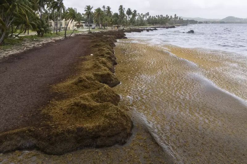 Caribe em alerta: Recorde de algas marinhas afeta turismo, vida marinha e saúde pública