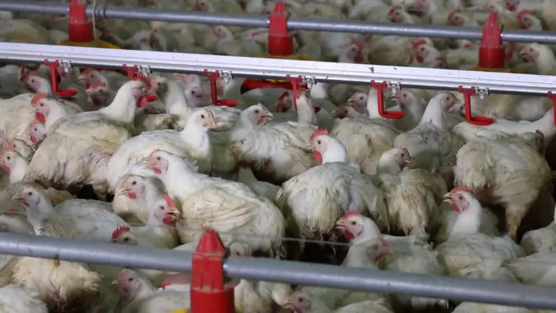Carne suína perde espaço para o frango: entenda os motivos por trás da queda