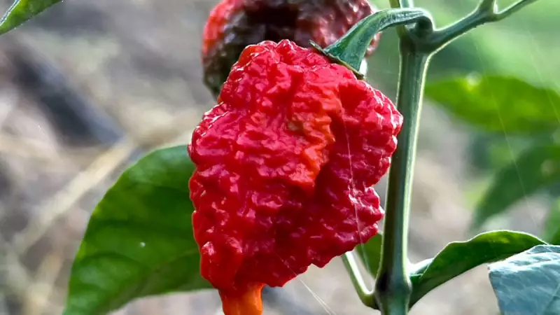 Carolina Reaper: A pimenta mais ardida do mundo é cultivada em Cariacica, ES