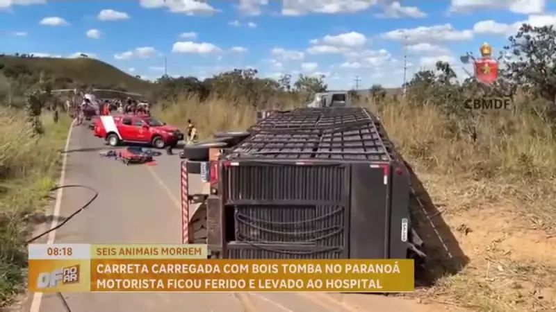 Carreta carregada com 50 bois tomba no Paranoá-DF e deixa motorista ferido