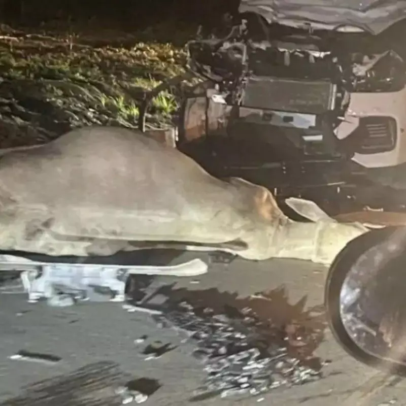 Carro é destruído após colisão com boi em avenida movimentada de Feira de Santana
