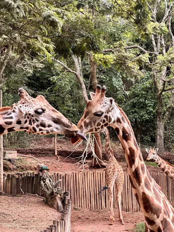 Casal de girafas vira símbolo de amor e companheirismo no Zooparque de Itatiba