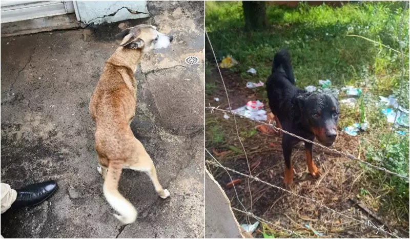 Casal é preso em Itatinga por maus-tratos a cães: denúncia revela crueldade