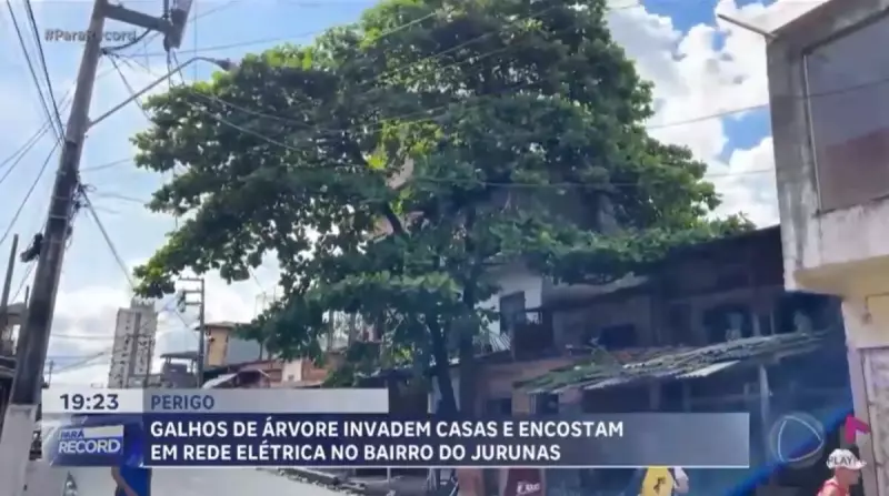 Castanheira centenária ameaça moradores em Belém: risco de queda assusta comunidade