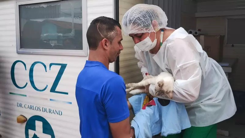 Castração de cães e gatos em Manaus: novo calendário e como agendar
