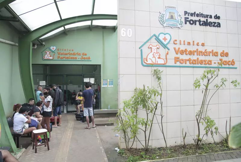 Castração gratuita para cães e gatos em Fortaleza: saiba como participar do mutirão
