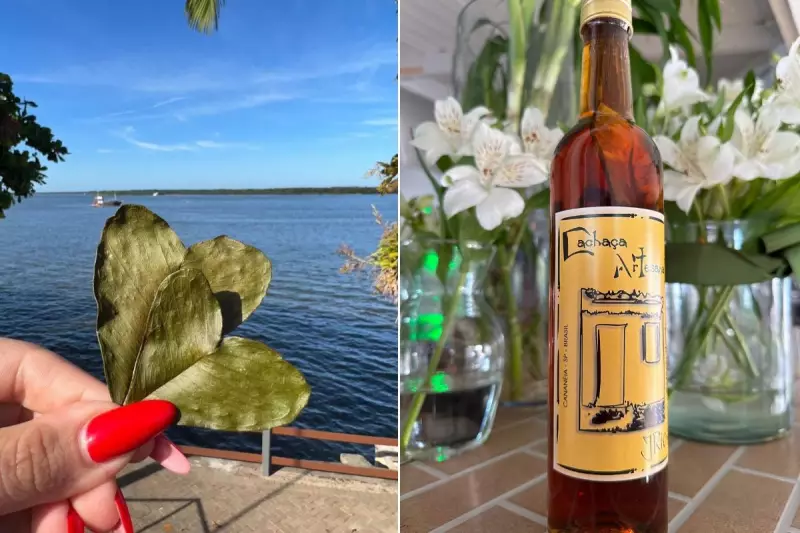 Cataia: a planta medicinal que dá um toque especial à cachaça caipira