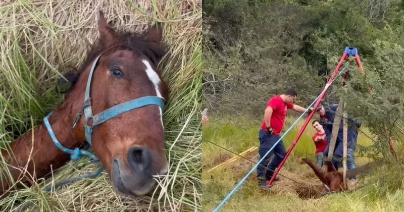 Cavalo cai em buraco em mata de Criciúma e mobiliza equipe de resgate - Veja o vídeo!
