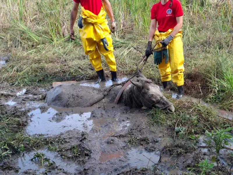 Cavalo é resgatado de atoleiro em operação delicada no Sul de Minas