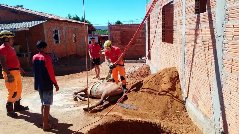 Cavalo é resgatado por bombeiros após cair em fossa séptica em Janaúba - MG