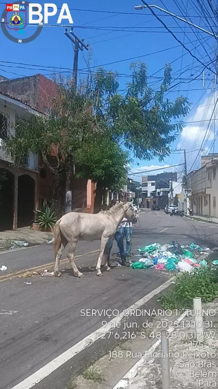 Cavalo ferido é resgatado após se alimentar de lixo nas ruas de São Brás, em Belém