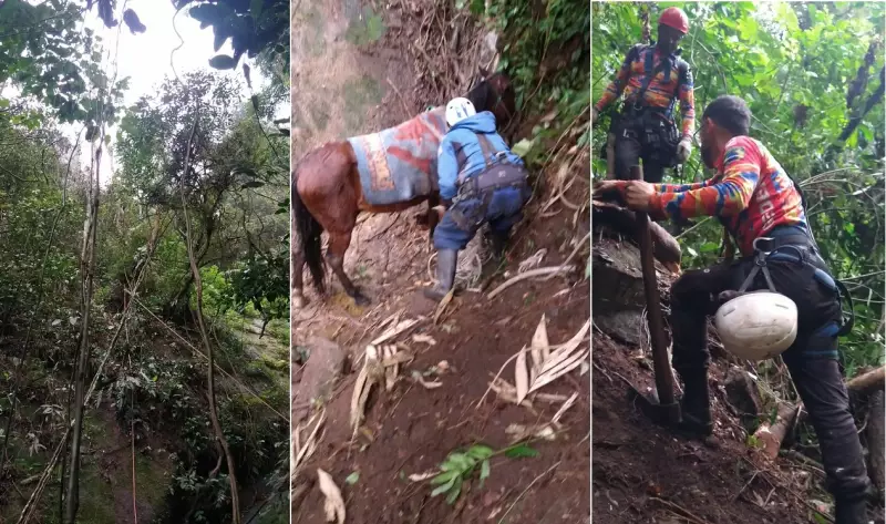 Cavalo fica preso em ribanceira de 37 metros em Petrópolis: veja o resgate emocionante