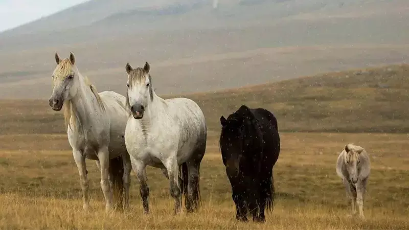 Cavalos selvagens correm livres em paisagem deslumbrante na Europa: um espetáculo da natureza