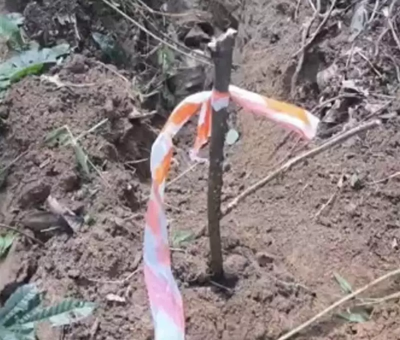 Cemitério clandestino com mais de 10 ossadas é descoberto na Zona Sul de SP