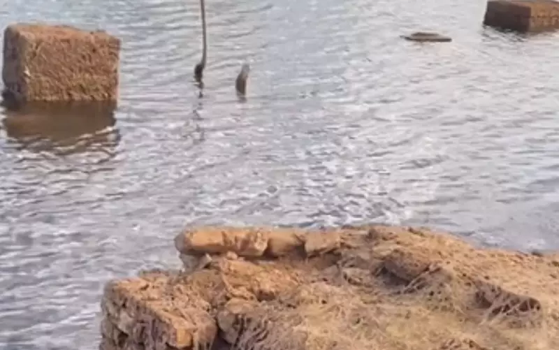 Cemitério submerso reaparece após 30 anos em Goiás e surpreende moradores