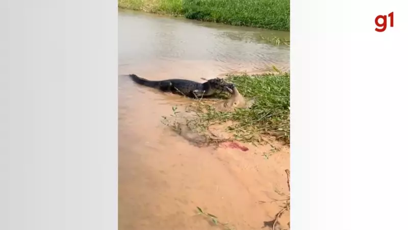 Cena chocante no Pantanal: jacaré ataca arraia e assusta pescadores; veja o vídeo