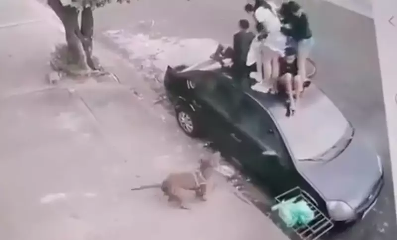 Cenas chocantes: Pitbull ataca crianças que tentam se proteger dentro de carro