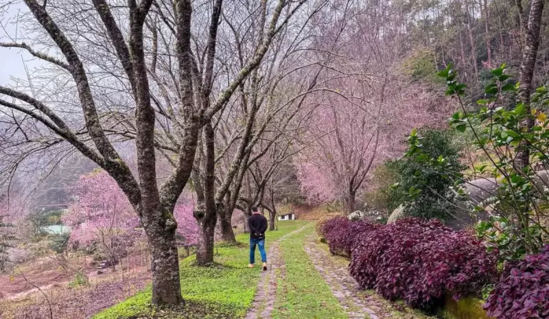 Cerejeiras em Flor: Visite o Espetáculo da Natureza em Alfredo Chaves