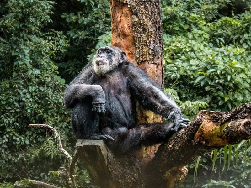 Chimpanzé Sena, o mais antigo morador do Zoológico do Recife, morre aos 67 anos