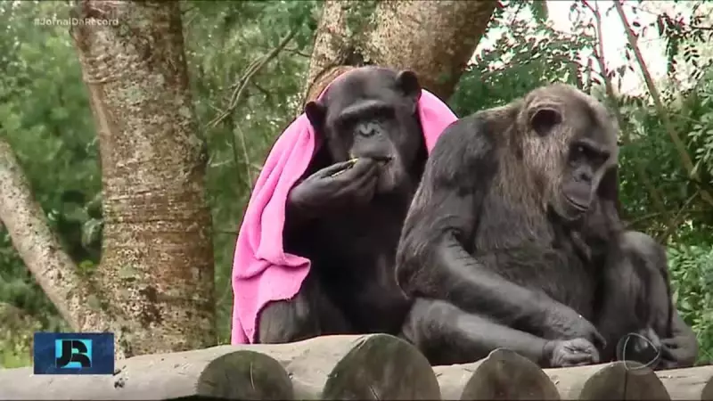 Chimpanzés em Curitiba recebem cobertores para enfrentar onda de frio intenso