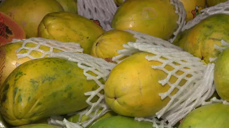 Chuvas afetam produção de mamão e preço da fruta dispara no Brasil