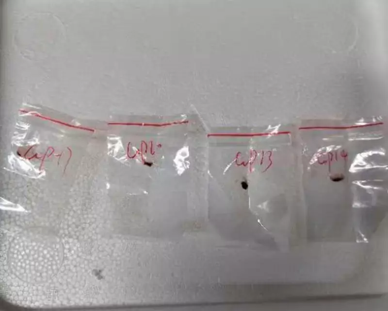 Cientista chinesa é presa nos EUA por contrabando de material biológico: entenda o caso