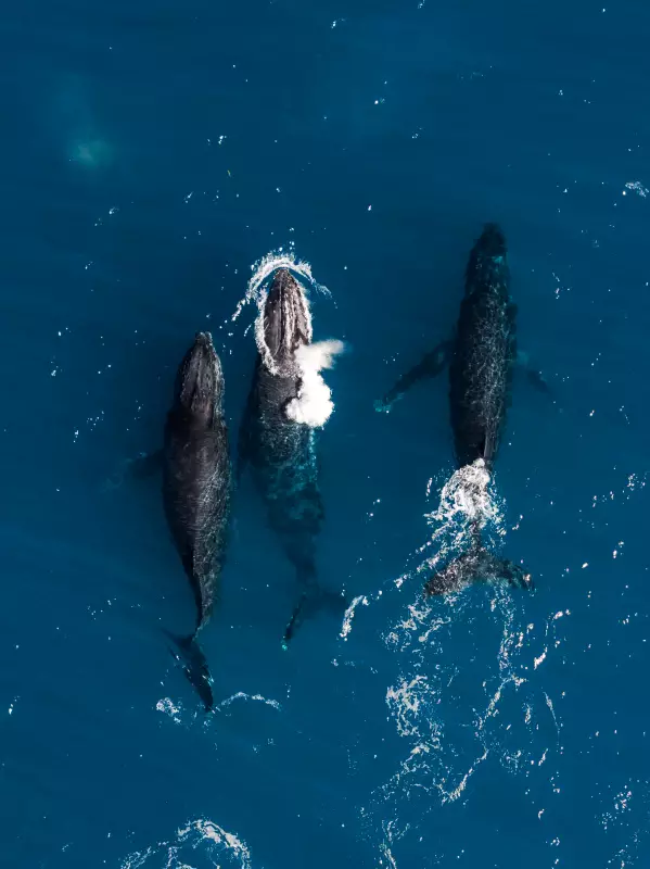 Cientistas alertam: áreas críticas de Abrolhos estão desprotegidas e em risco