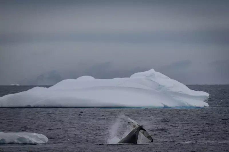 Cientistas e líderes globais pedem fim da pesca no Oceano Antártico para evitar colapso ambiental