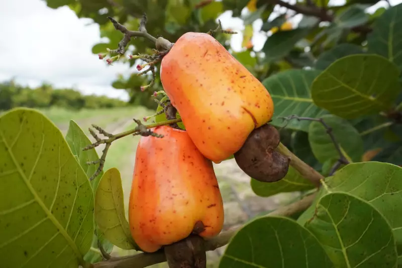 Cirurgião troca bisturi por enxada e investe em agro: 10 hectares de caju em Bonfim, RR