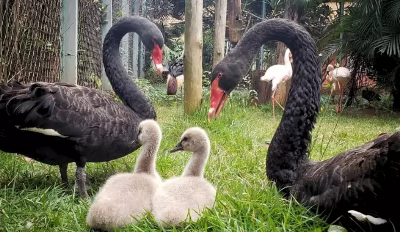 Cisne negro morre com suspeita de gripe aviária e zoológico no Espírito Santo é fechado