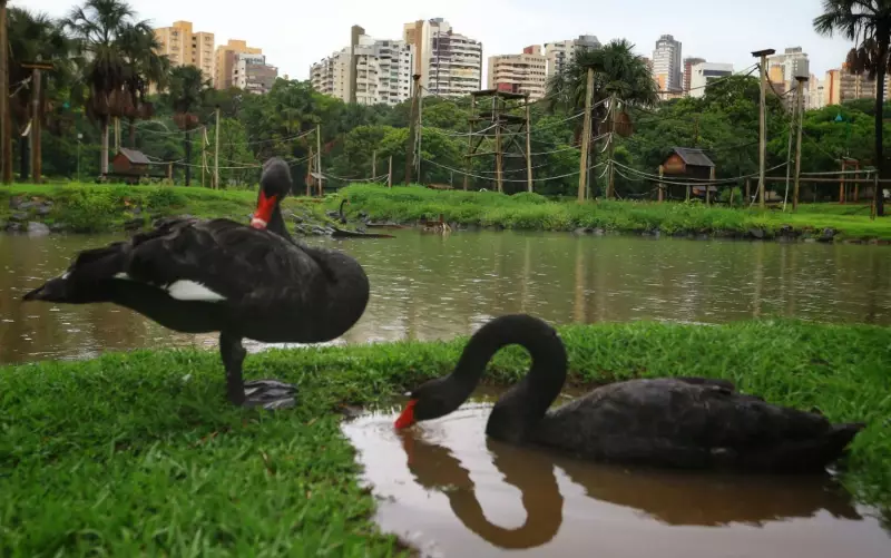Cisne negro morre no Zoológico de Goiânia sem sinais de gripe aviária, diz veterinária