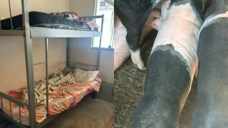 Clínica interditada na Grande BH: pacientes se alimentavam da mesma comida dada aos porcos