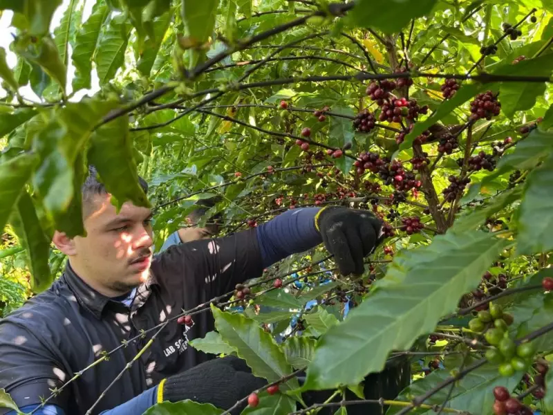 Clones de café de Mato Grosso conquistam classificação de bebida fina em avaliação nacional