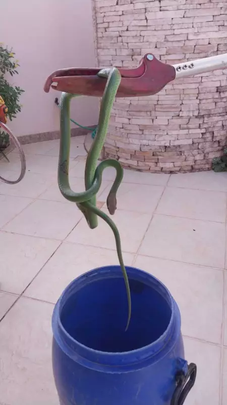 Cobra é encontrada dentro de máquina de lavar em Montes Claros: susto na lavanderia!
