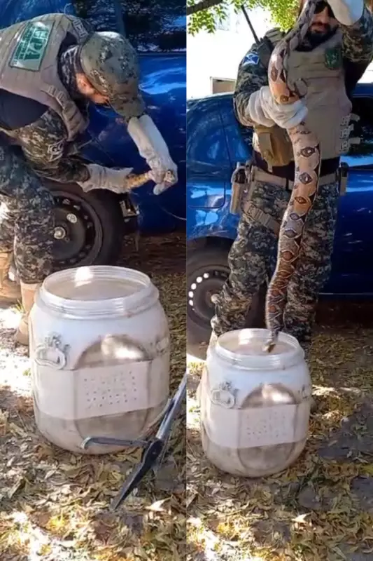 Cobra é resgatada após ser encontrada enrolada em pneu de carro em Teresina | Vídeo