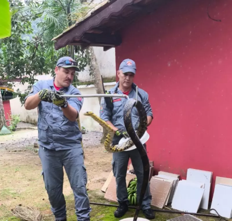 Cobra é resgatada por bombeiros em quintal de casa em Ubatuba — Veja o vídeo!