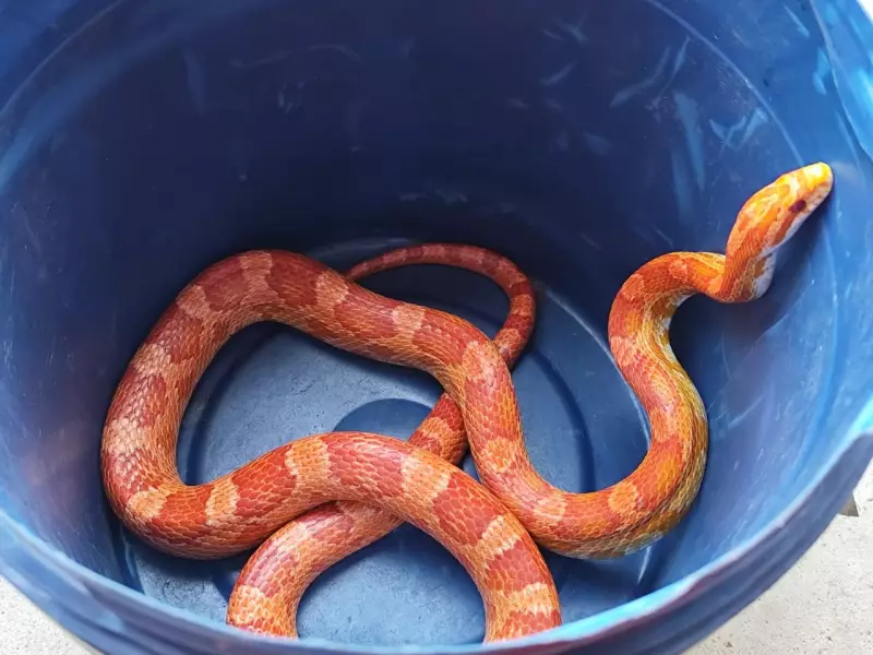Cobra exótica dos EUA é encontrada em telhado de residência em Juiz de Fora — veja detalhes