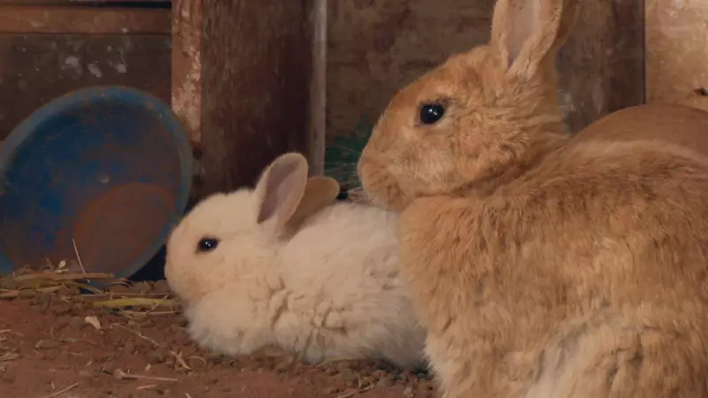 Coelhos como pets: descubra os cuidados essenciais para garantir o bem-estar do seu amigo de orelhas compridas
