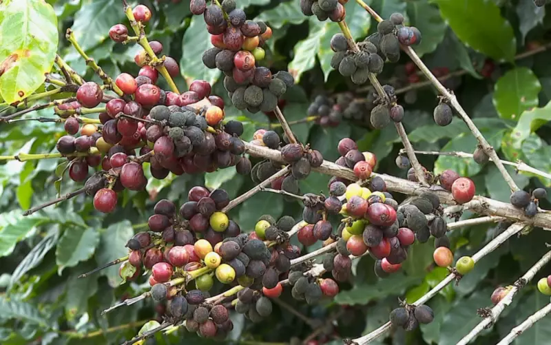 Colheita do café avança no Sul de Minas: produtores mantêm otimismo apesar dos desafios climáticos