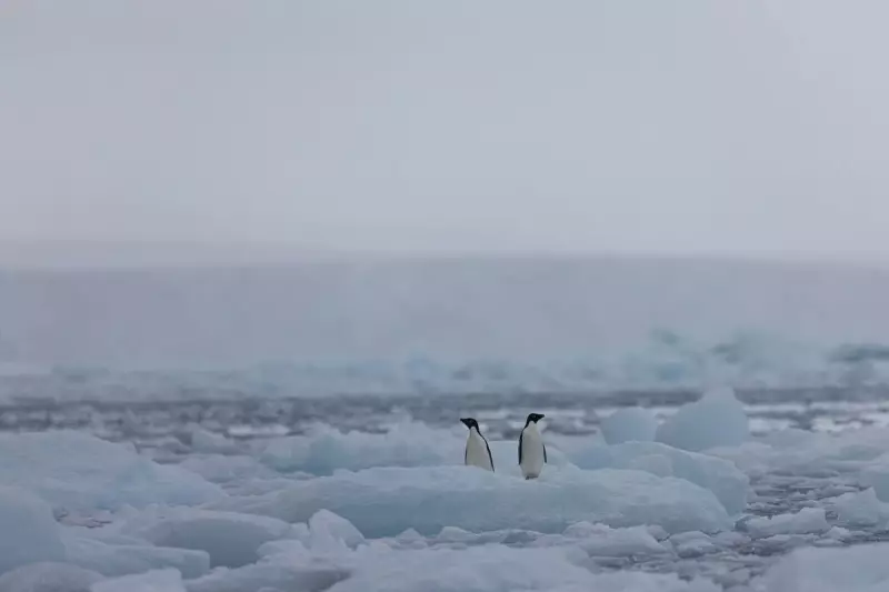 Como as fezes de pinguins podem ajudar animais a enfrentar as mudanças climáticas