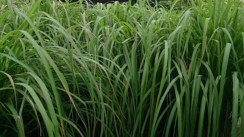 Conheça a planta que afasta mosquitos e ainda perfuma seu jardim