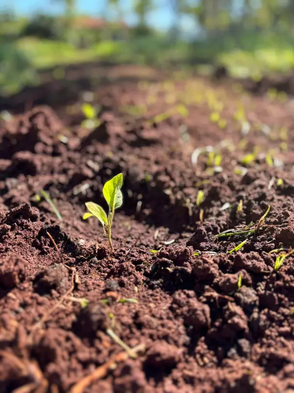 Conscientização ambiental: por que tratar bem o planeta é essencial para o futuro
