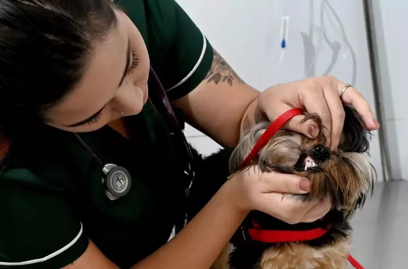 Consultório Veterinário Móvel na Vila Boa Vista agora atende aos sábados em Campinas