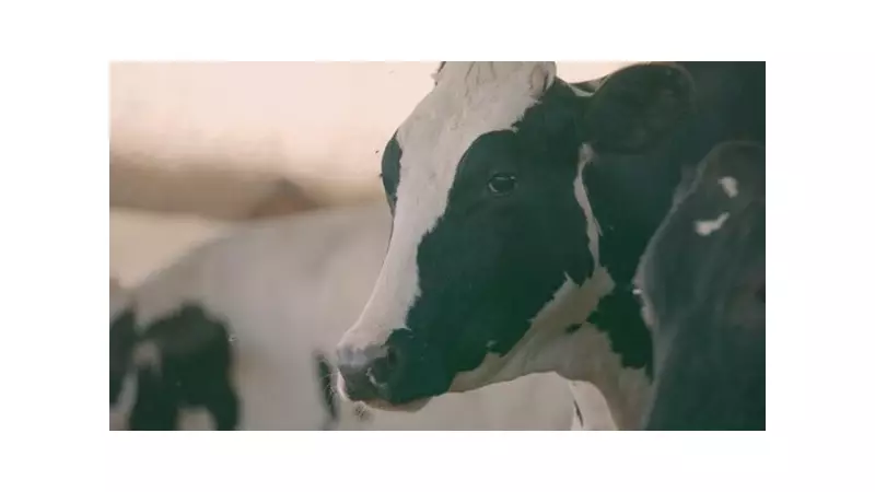 Coopatos revoluciona produção de leite com tecnologia e inovação no Triângulo Mineiro
