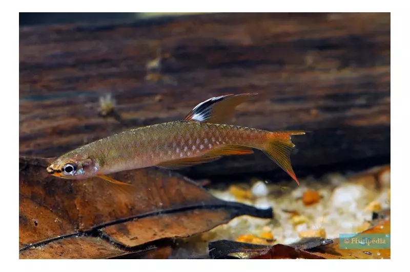 Copella arnoldi: o incrível peixe da Amazônia que põe ovos fora d'água