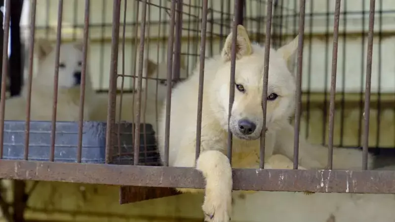 Coreia do Sul proíbe carne de cachorro: o que acontece com os animais agora?