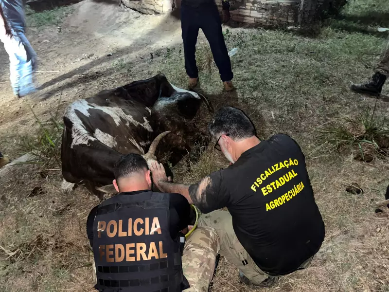 Couro ilegal da Amazônia abastece marcas de luxo: estudo revela cadeia criminosa