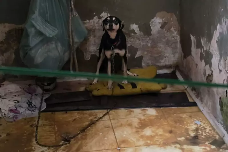 Crianças e cães resgatados em apartamento insalubre no litoral de SP: veja detalhes