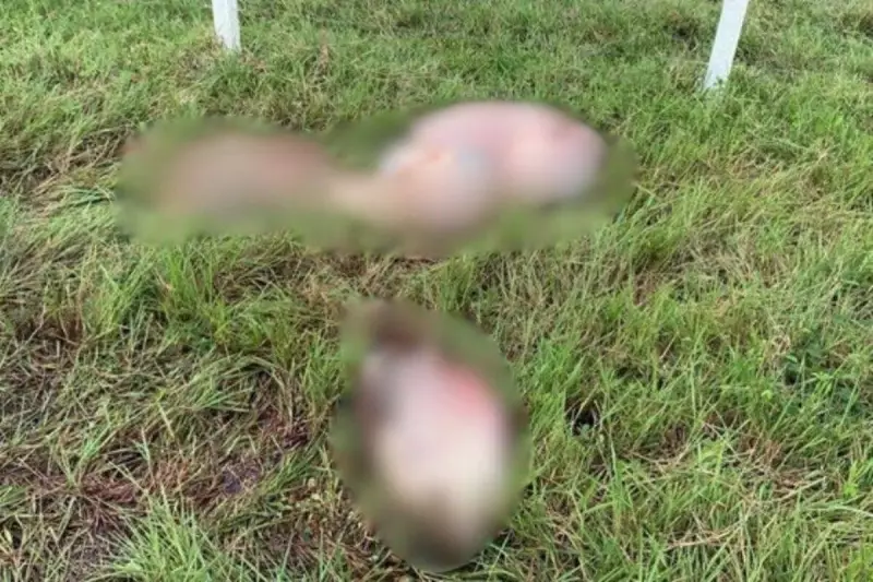 Crime chocante na Bahia: Sete bois são brutalmente mortos e partes deixadas em fazenda