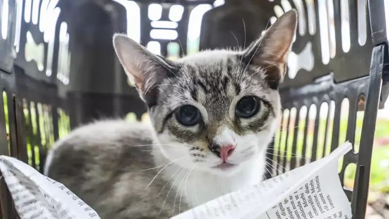 Curitiba oferece mais de 57 mil vagas para castração gratuita de pets: saiba como garantir a sua